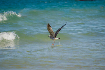 A speckled seagull glides just above the turquoise sea, captured mid-flight in a moment of natural grace.