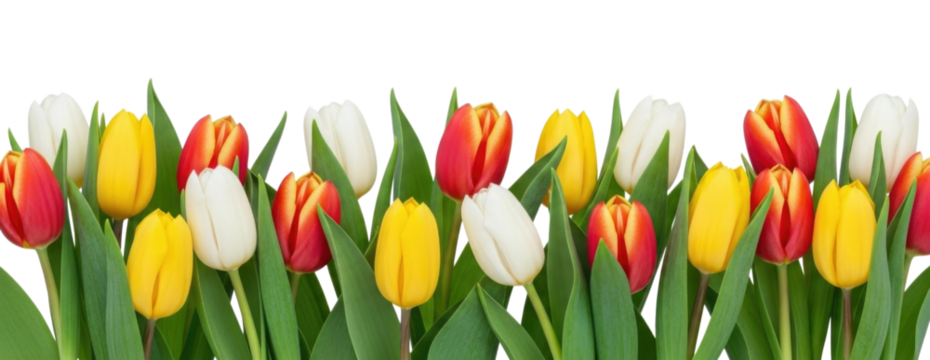 Row of Red Yellow and White Tulip Flowers cutout isolated on transparent bg, png