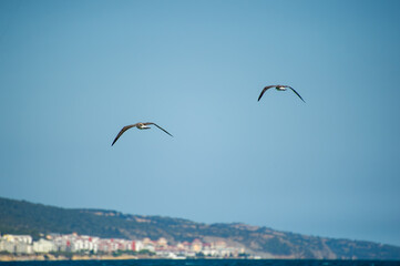 Two birds soar through a clear blue sky above a scenic coastal town nestled between green hills and the shimmering sea