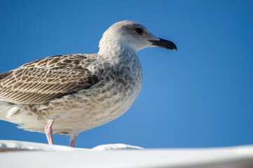 A mottled seagull stands poised against a brilliant blue sky, showcasing its feathers in crisp detail.