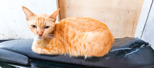 cat on the floor