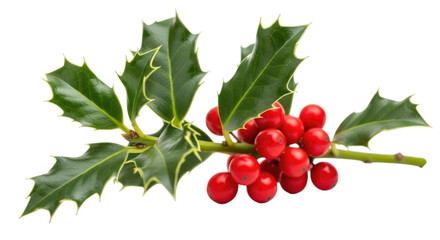 Obraz premium Holly branch with bright red berries and glossy green leaves cutout isolated on transparent bg, png
