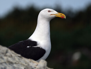 The great black-backed gull is the largest member of the gull family. It is a very aggressive...