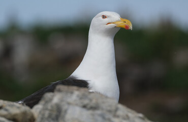 The great black-backed gull is the largest member of the gull family. It is a very aggressive...