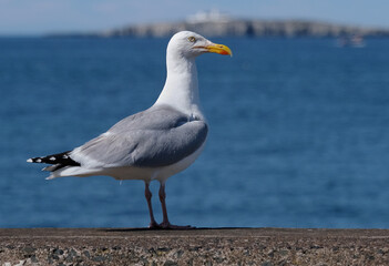 The European herring gull or simply herring gull is a large gull, up to 66 cm long. It breeds...