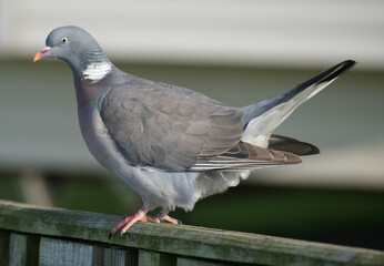 The common wood pigeon, also known simply as the wood pigeon, is a large species in the dove and pigeon family, native to the western Palearctic.
