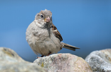 The house sparrow is a bird of the sparrow family Passeridae, found in most parts of the world. It...