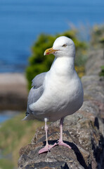 The European herring gull or simply herring gull is a large gull, up to 66 cm long. It breeds throughout the northern and western coasts of Europe.