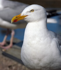 The European herring gull or simply herring gull is a large gull, up to 66 cm long. It breeds...