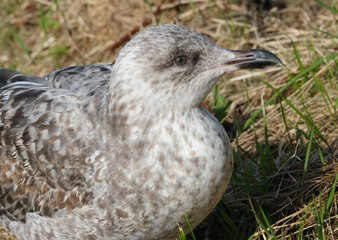 The European herring gull or simply herring gull is a large gull, up to 66 cm long. It breeds...