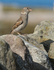 The house sparrow is a bird of the sparrow family Passeridae, found in most parts of the world. It...