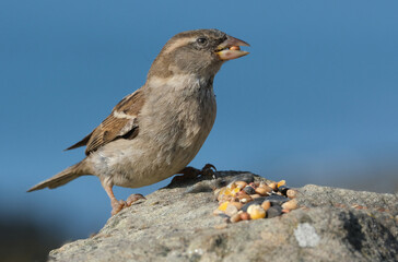 Obraz premium The house sparrow is a bird of the sparrow family Passeridae, found in most parts of the world. It is a small bird that has a typical length of 16 cm and a mass of 24–39.5 g.