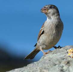 The house sparrow is a bird of the sparrow family Passeridae, found in most parts of the world. It is a small bird that has a typical length of 16 cm and a mass of 24–39.5 g.