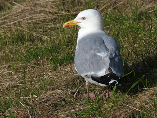 The European herring gull or simply herring gull is a large gull, up to 66 cm long. It breeds...