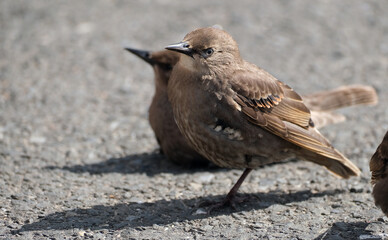 The house sparrow is a bird of the sparrow family Passeridae, found in most parts of the world. It is a small bird that has a typical length of 16 cm and a mass of 24–39.5 g.