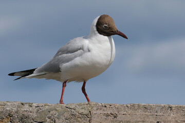 Obraz premium The black-headed gull is a small gull that breeds in much of the Palearctic in Europe and Asia, and also locally in smaller numbers in coastal eastern Canada