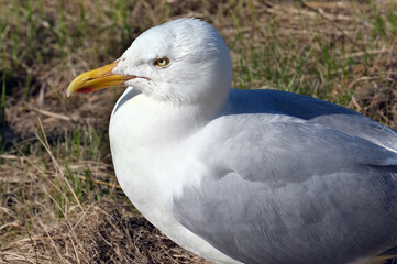 The European herring gull or simply herring gull is a large gull, up to 66 cm long. It breeds throughout the northern and western coasts of Europe.