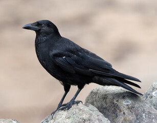 A crow is a bird of the genus Corvus, or more broadly, a synonym for all of Corvus. The word 
