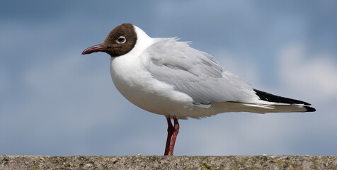 Fototapeta premium The black-headed gull is a small gull that breeds in much of the Palearctic in Europe and Asia, and also locally in smaller numbers in coastal eastern Canada
