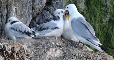 The kittiwakes are two closely related seabird species in the gull family Laridae, the black-legged...