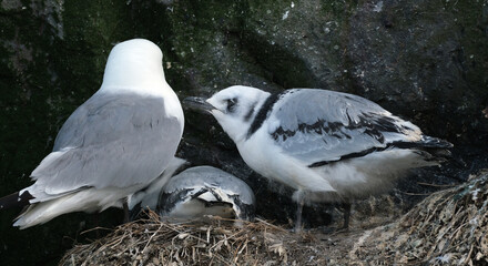 The kittiwakes are two closely related seabird species in the gull family Laridae, the black-legged kittiwake and the red-legged kittiwake