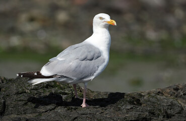 The kittiwakes are two closely related seabird species in the gull family Laridae, the black-legged kittiwake and the red-legged kittiwake