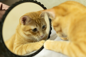 Curious ginger tabby cat gazes at its reflection in round mirror, appearing playful and intrigued....