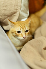 Playful ginger tabby cat with orange fur is nestled among soft beige and white bedding, exuding...