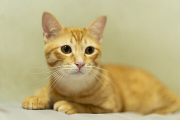 Playful ginger tabby cat with bright orange fur is lying on soft surface, gazing curiously into distance. Its expressive eyes and relaxed posture exude charm and warmth