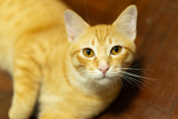 Playful ginger tabby cat with bright orange fur and curious eyes is lying on wooden floor, exuding...