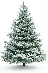 Majestic Snow-Covered Evergreen Tree in Winter Wonderland A Perfect Christmas Symbol