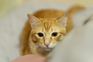 Playful ginger tabby cat with bright orange fur and curious eyes is lying on soft surface, exuding...