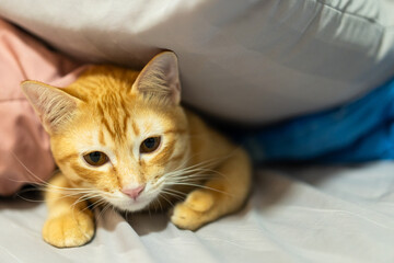 Playful ginger tabby cat with orange fur peeks out from under soft pillows, creating cozy and...