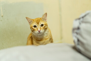 Ginger tabby cat with bright orange fur sits attentively on soft surface, exuding playful yet calm demeanor. background is softly blurred, emphasizing cat curious expression