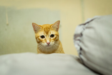 Curious ginger tabby cat with bright orange fur sits on soft surface, looking playful and alert in...