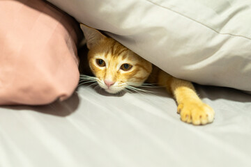 Playful ginger tabby cat peeks out from under soft white and pink bedding, showcasing its curious and adorable nature