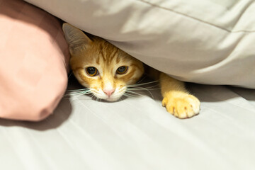 Playful ginger tabby cat peeks out from under soft pillows, its orange fur glowing warmly in cozy setting. curious expression adds charm to scene