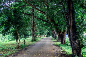 Fototapeta premium Background of green rice fields in rural Chiang Rai, northern Thailand, with banana trees planted around by farmers.