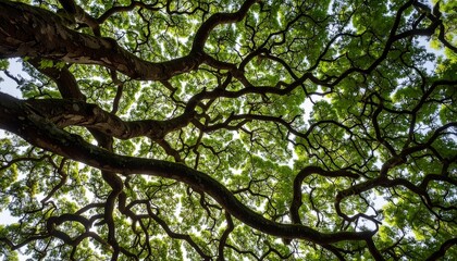 Lush Green Canopy Overhead View Intricate Branches Sunlight Filter.
