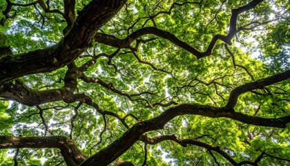 Lush Green Canopy of a Majestic Tree Branches and Leaves Overhead.