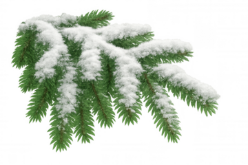 Snow-covered pine branch, realistic 3d rendering with transparent backdrop, highlighting winter landscape details