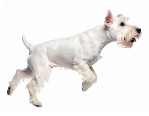 Energetic White Miniature Schnauzer Dog Jumping.