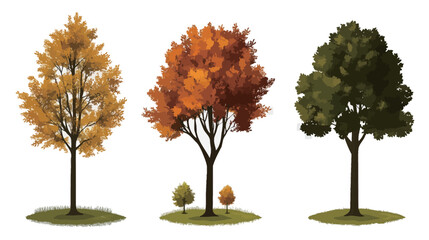 Set of Autumn Quercus Palustris (Pin Oak) Leaves Vector Illustration