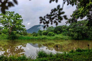 Fototapeta premium Background of green rice fields in rural Chiang Rai, northern Thailand, with banana trees planted around by farmers.