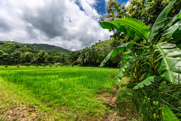 Obraz premium Background of green rice fields in rural Chiang Rai, northern Thailand, with banana trees planted around by farmers.