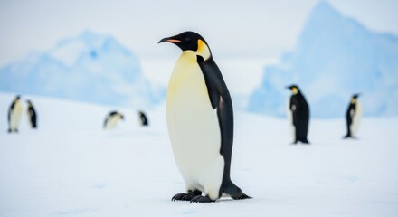 Fototapeta premium Majestic emperor penguin portrait in antarctica with glacial background