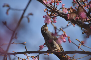 Early-blooming cherry blossoms with blue sky in early spring / 開花の始まった早咲きの河津桜(野鳥と青空バック)