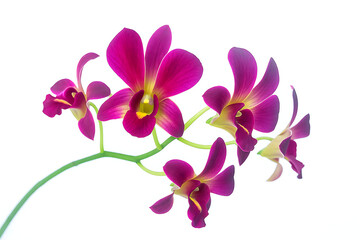 Obraz premium Beautiful Red Dendrobium orchid flower isolated on white background