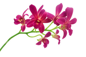 Beautiful Red Dendrobium orchid flower isolated on white background