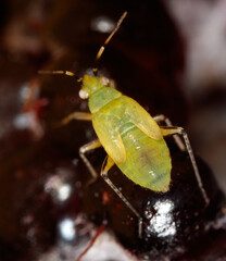 Green aphids on berries in nature. Macro